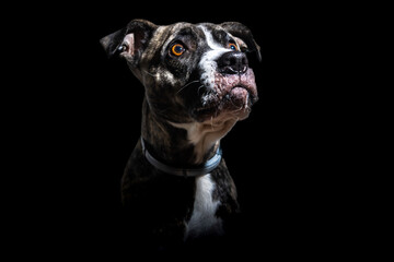 A dog with a black and brown coat and a black nose