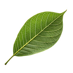 Obraz premium Leave on transparent background