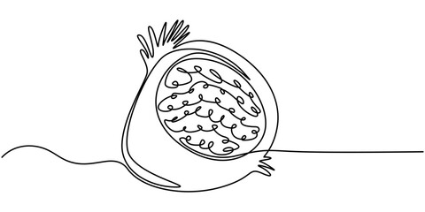 Dragon fruit, pitaya simple color vector illustration. One continuous line art drawing with pitahaya, Single continuous line drawing whole healthy organic dragon fruit for orchard logo identity. Fresh