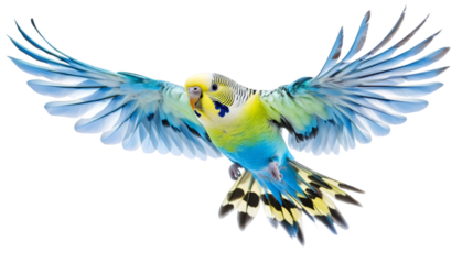 Vibrant budgerigar spreading wings, soaring against white backdrop, expressing avian freedom and natural movement