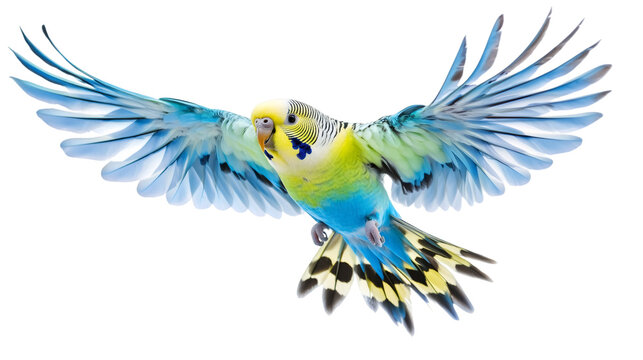 Vibrant budgerigar spreading wings, soaring against white backdrop, expressing avian freedom and natural movement