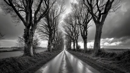 115.Road lined with trees in Dorset UK low point of view: