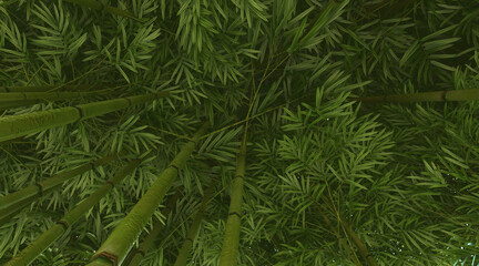 Bamboo canopy wallpaper on the sunset sky. 3D rendering