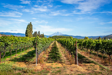 Beautiful landscape of the Mount Adams and the winery field in Hood River, Oregon