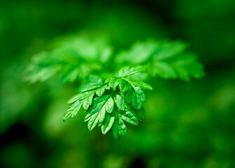 A captivating close-up of a delicate green leaf