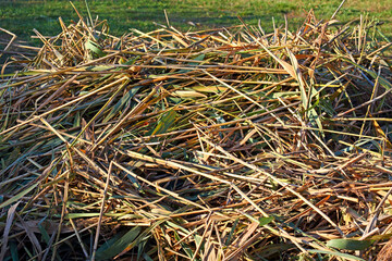 The cut reed stalks were piled up on the lawn