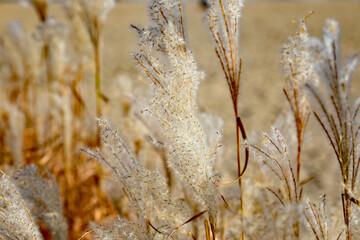 Autumnal view of ornamental grass blowing in the wind