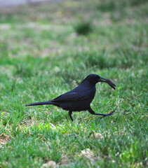 Blackbird walking with a chocolate biscuit that it found in its beak