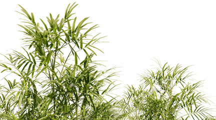 Bamboo foliage on transparent background PNG. 3D rendering