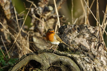 European robin (Erithacus rubecula)