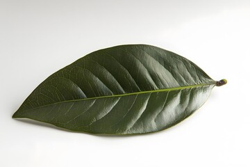 Fototapeta premium Single Green Leaf's Detailed Texture Close Up