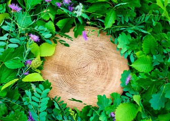 The tree stump's growth rings are surrounded by brightly colored foliage