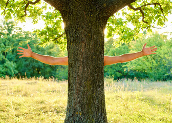 human hands hugging tree, care and protection
