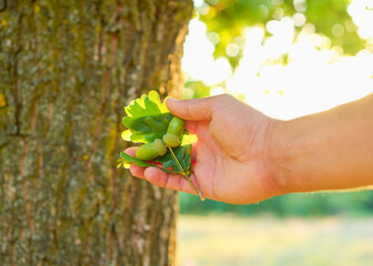 Close up of hand gently holding green acorns and oak leaves