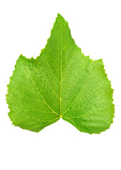 Fresh green grape leaves isolated on white background.