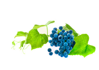 Grapes with grape leaf isolated on white background.