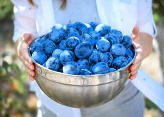 A large bowl filled with freshly picked ripe blue plums,