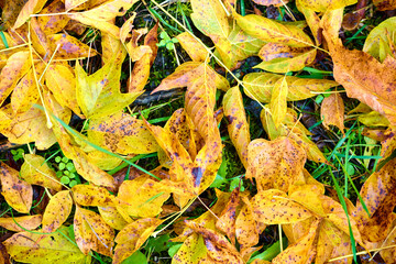 Background photo of fallen dry leaves on a village road