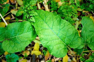 Leaves and root of burdock Arctium lappa in nature view from above