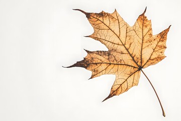 Dried Maple Leaf Displays Delicate Veins