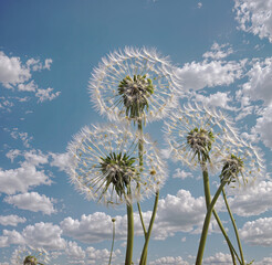 Fototapeta premium Clusters of dandelion puffballs stand tall against a vivid blue sky. Fluffy clouds float by on a sunny afternoon, creating a serene spring atmosphere
