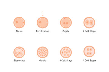 Embryo Development Stages Science Design. Vector Illustration.