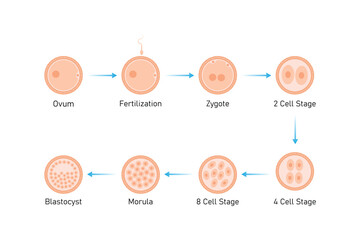 Embryo Development Stages Science Design. Vector Illustration.
