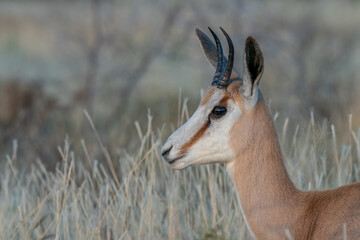 Close-Up of a Graceful Springbok in a Natural Habitat