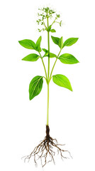 Basil plant with roots, stem, leaves, and flower buds, isolated on a clear background