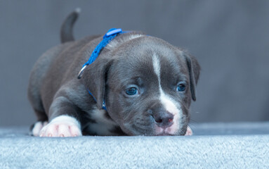 funny cute american staffordshire terrier puppy