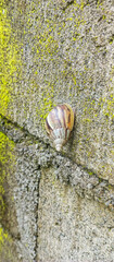 snail on a leaf
