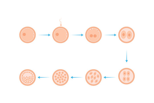 Embryo Development Stages Science Design. Vector Illustration.