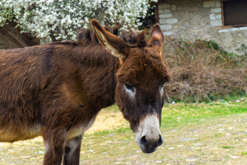 Fototapeta premium Portrait of a young brown donkey with a white muzzle and big ears looking at the camera. An old building and a flowering tree in the background.