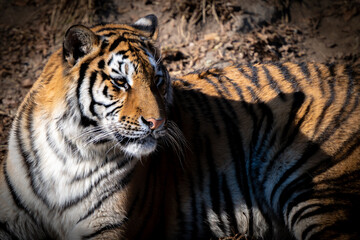 Close up of siberian tiger 