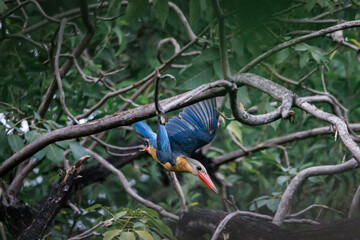 Stork-billed Kingfisher, Pelargopsis capensis taking off from branch for fish hunting in forest park, massive kingfisher with a large scarlet bill, well-wooded habitats near lake or pond
