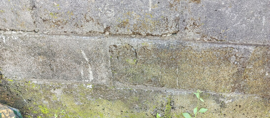 moss on stone wall