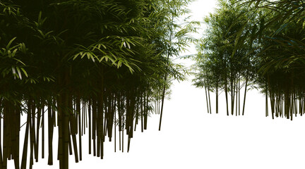 Bamboo forest on transparent background PNG. 3D rendering