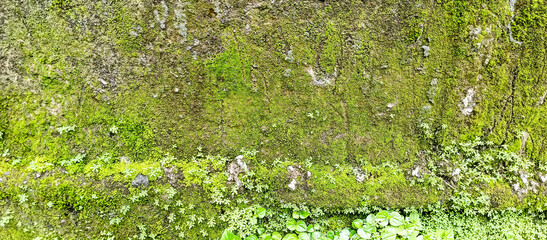 green moss on the stone