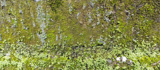 green moss on the stone