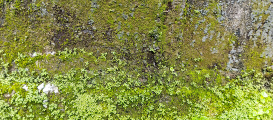 green moss on the stone