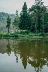 Perfectly still lake surface capturing vivid reflections of dense greenery in a serene forest setting