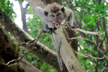 Monkey in the wild forest on the tree, open the mouth 