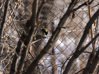 a titmouse in a fence net and hazel branches