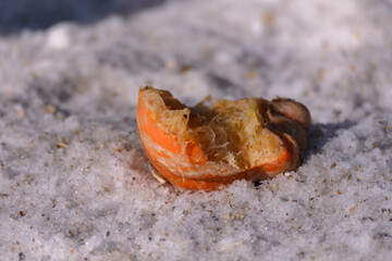 A broken orange pumpkin in the dirty snow