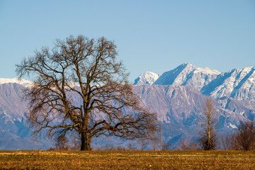 Majestic oak tree with mountains in background in winter time. Stable meadows near Udine city, Friuli Venezia Giulia, Italy.