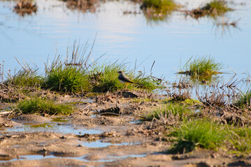 Bird near lake and waters.