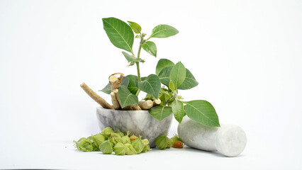 Root Withania somnifera, known commonly as ashwagandha, Indian ginseng, poison gooseberry or winter cherry