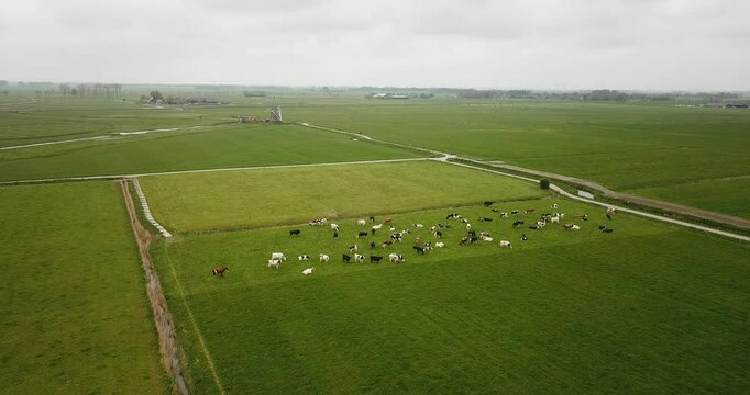 Field with green grass on which a herd of cows graze. Netherlands, spring, cloudy day. Drone shot above the field.