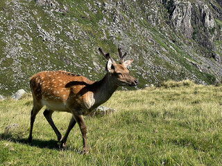 Sikahirsch im Wicklow Mountains National Park, Glendalough, Irland