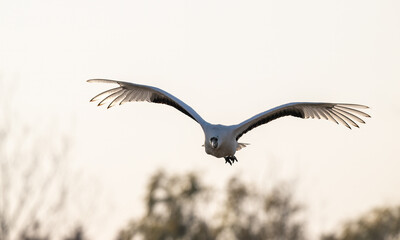close-up of a flying Red-crowned crane